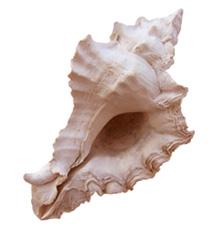 Pterynotus hoerlei