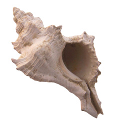 Phyllonotus aquitanicus